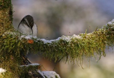 Trdkrypare/Tree Creeper