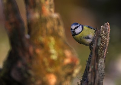 Blmes/Blue Tit