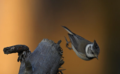 Tofsmes/Crested Tit