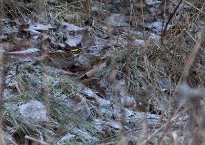 Gulbrynad sparv/Yellow-browed Bunting