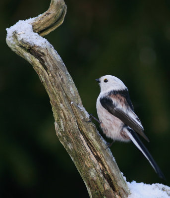 Stjrtmes/Long-tailed Tit
