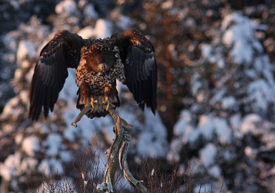 Havsrn/White-tailed Eagle