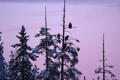 rnar i kvllningen./Eagles in winter evening.