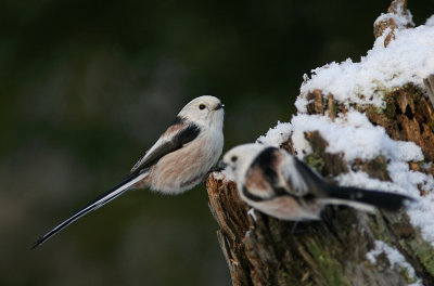 Stjrtmes/Long-tailed Tit