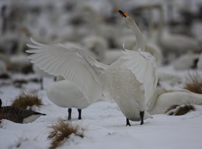 Sngsvan/Wooper Swan