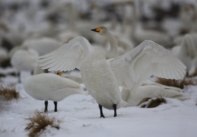 Sngsvan/Wooper Swan
