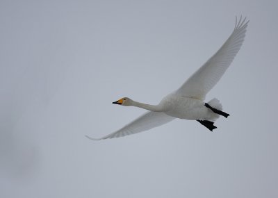 Sngsvan/Wooper Swan
