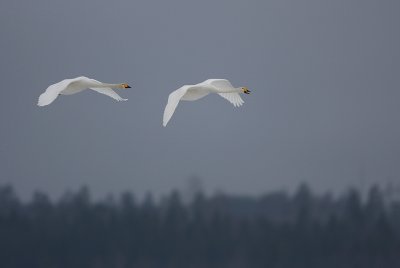 Sngsvan/Wooper Swan