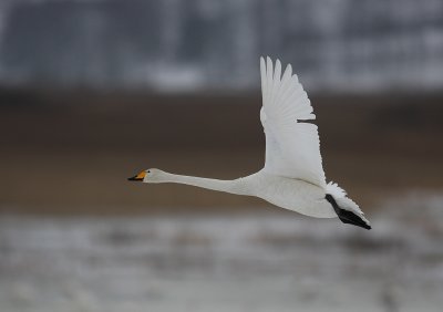 Sngsvan/Wooper Swan