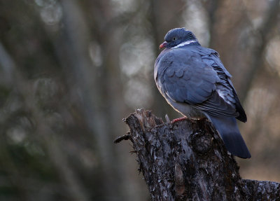Ringduva/Wood Pigeon