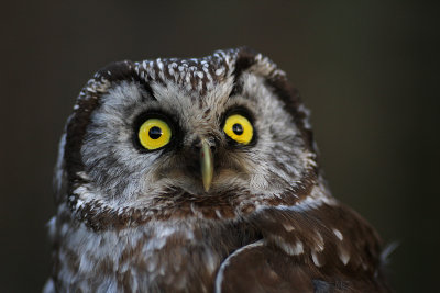 Prluggla/Tengmalms Owl