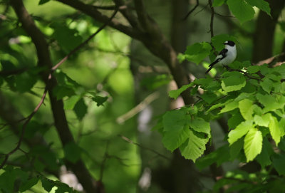 Halsbandsflugsnappare/Collared Flycatcher