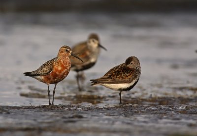 Vadare/Shorebirds
