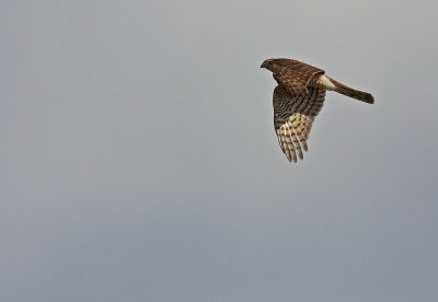 Sparvhk/Sparrow Hawk