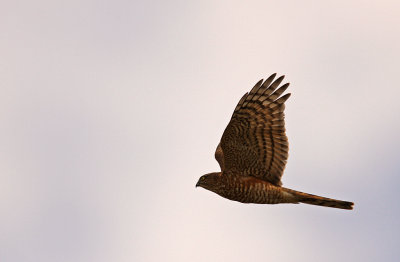 Sparvhk/Sparrow Hawk