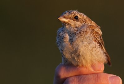 Rdhuvad trnskata/Woodchat Shrike