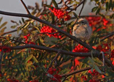 Rdhuvad trnskata/Woodchat Shrike