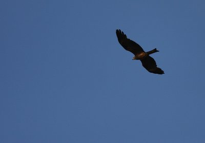 Brun glada/Black Kite