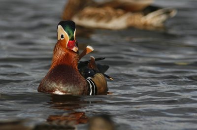 Mandarinand/Mandarin Duck