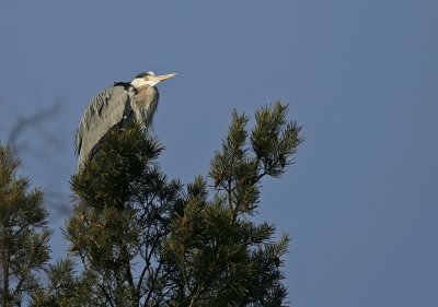 Grhger/Heron