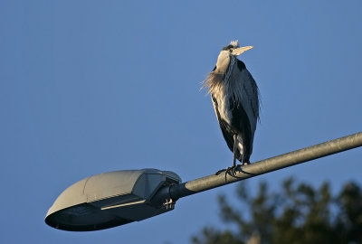 Grhger/Heron