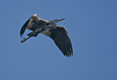 Grhger/Heron
