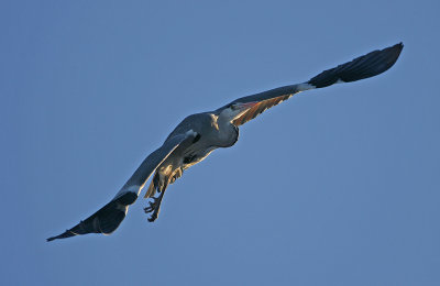 Grhger/Heron