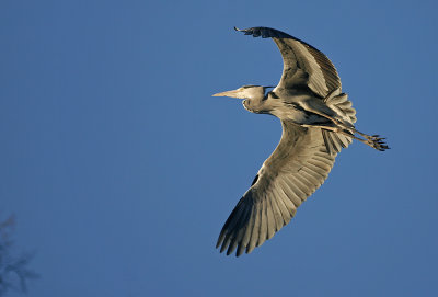 Grhger/Heron