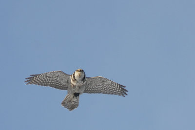Hkuggla/Hawk Owl