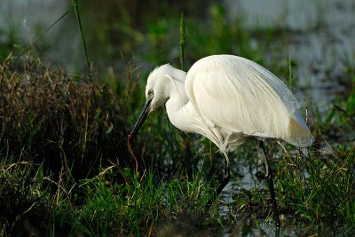 Egretta garzetta