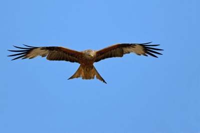 Milvus milvus