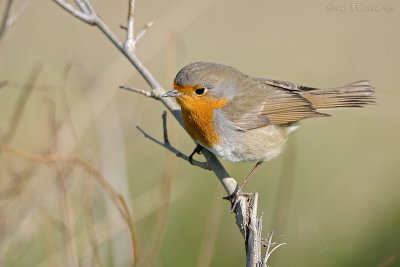 Pettirosso