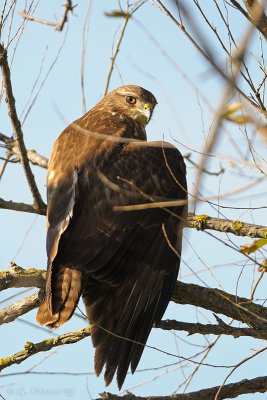 Buteo buteo