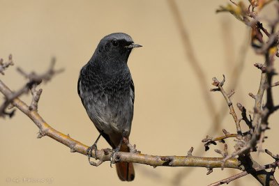 Phoenicurus ochruros	