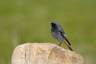Phoenicurus ochruros