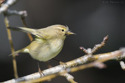 Phylloscopus collybita