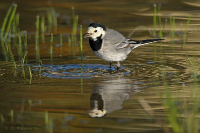 Motacilla alba