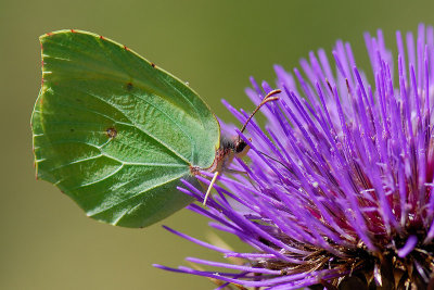 Gonepteryx rhamni