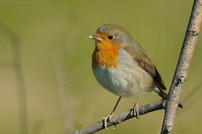 Pettirosso