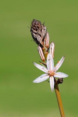 Asphodelus microcarpus