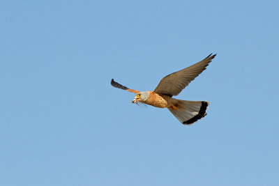 g1/78/843378/3/110453162.QbRZrovA.jpg