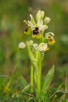 Ophrys tenthredinifera