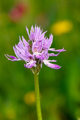 Orchis italica