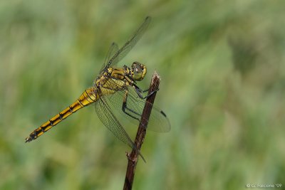 Orthetrum cancellatum