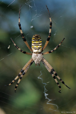 Argiope bruennichi