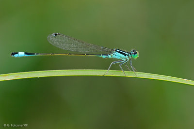 Ischnura elegans