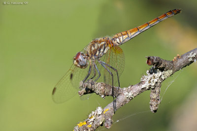 Trithemis annulata