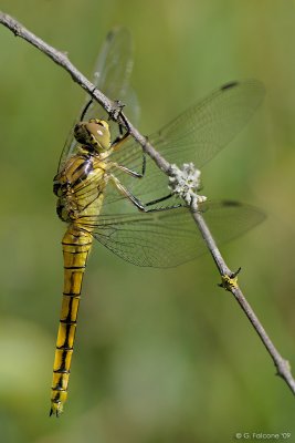 orthetrum_DSC6297.jpg