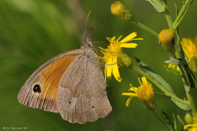 Maniola jurtina