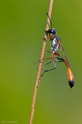 Ammophila heydeni